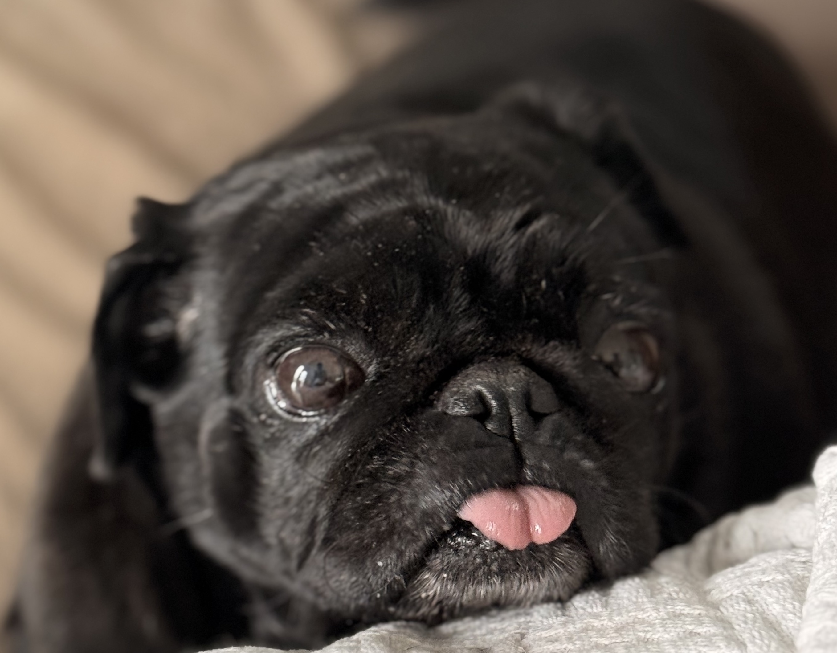 Pets felizes — cão e gato